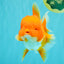 AAA Grade Red Oranda Female 6.5 inches #071026OR_24