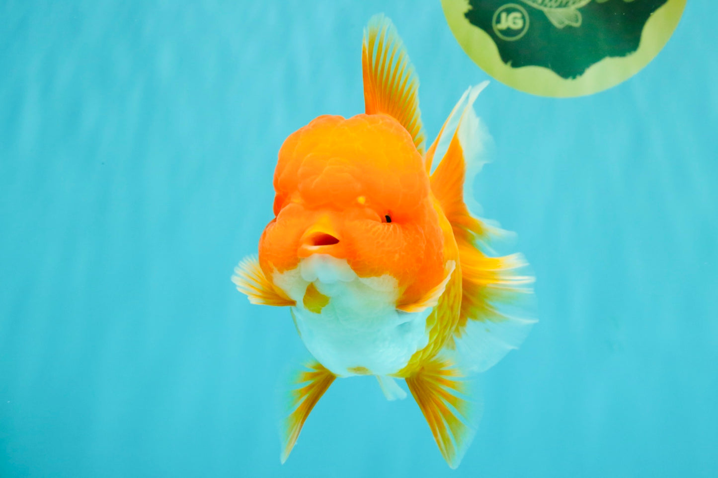AAA Grade Red Oranda Female 6.5 inches #071026OR_24