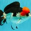 SUPER CUTE A Grade Tricolor Yuanbao Male 5.5 inches #051526YB_09