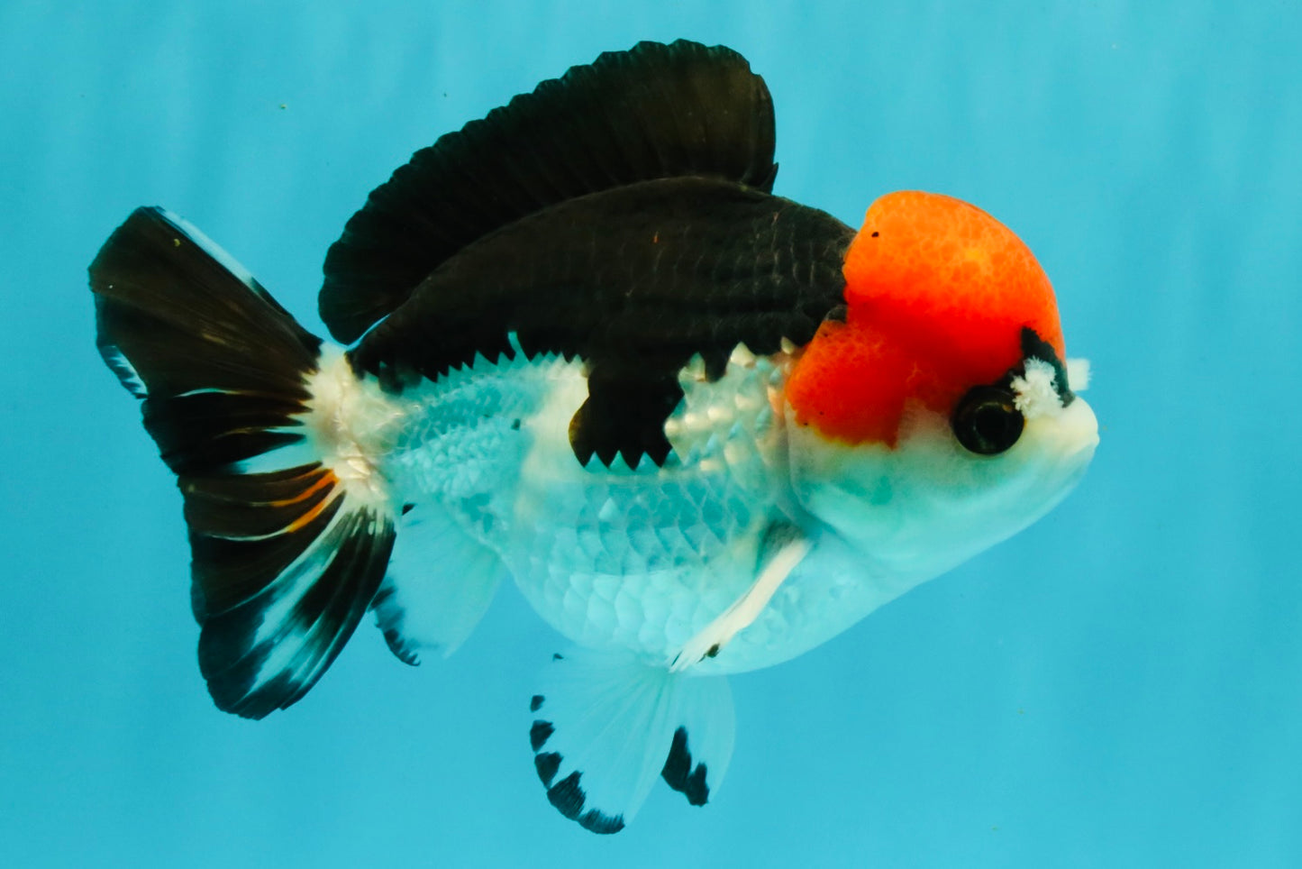 SUPER CUTE A Grade Tricolor Yuanbao Male 5.5 inches #051526YB_09