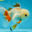 A Grade Orange White Oranda Male 5 inches #060625OR_16