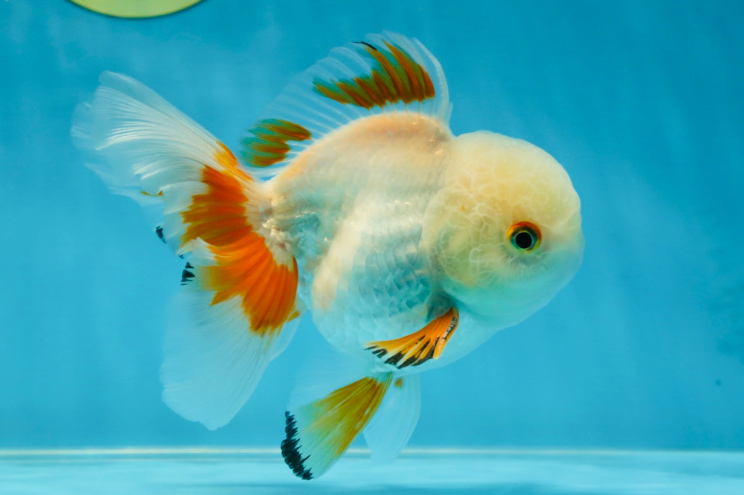 A Grade Orange White Oranda Male 5 inches #060625OR_16