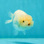 🐣 Baby Lemonhead Lionchu Female 4 inches #0322LC_02