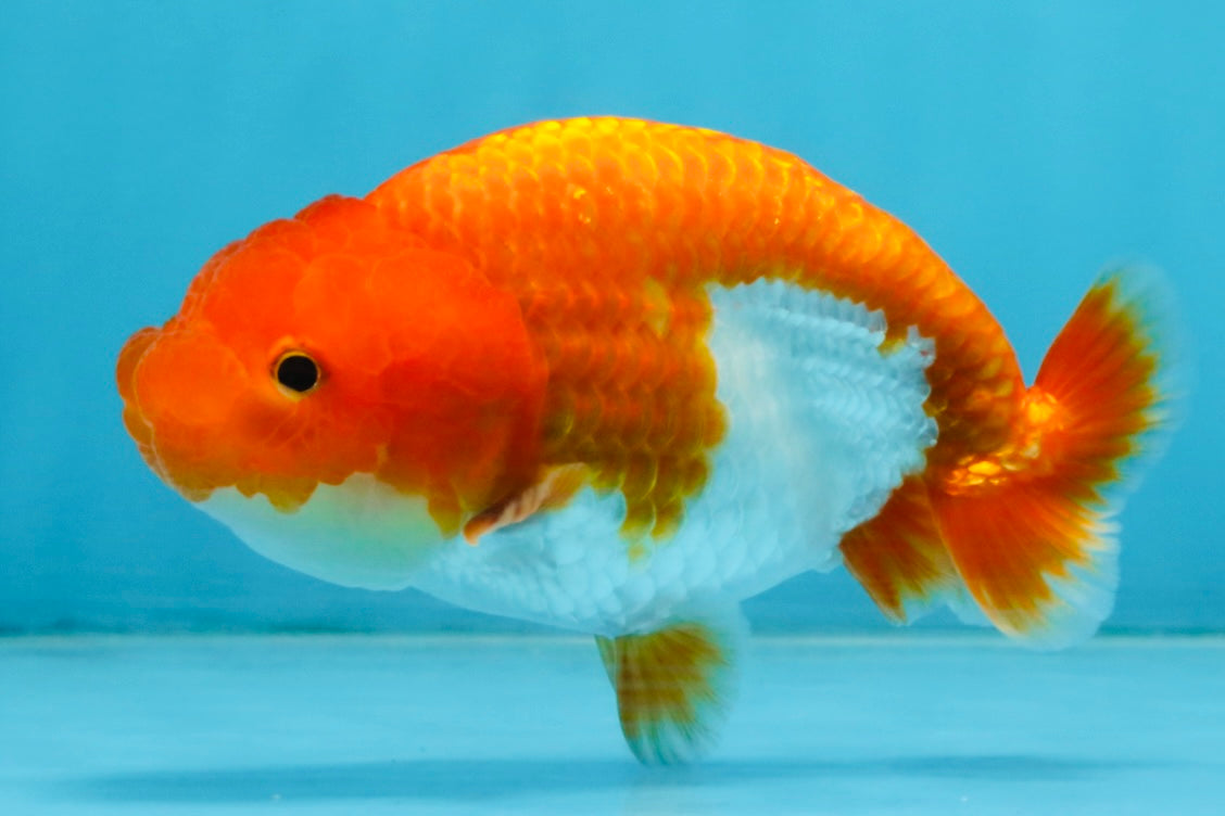 A Grade Red White LionQueen 4 inches #112825LC_07