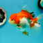 Cheeky Red White Oranda Female 5-5.5 inches #110124OR_02