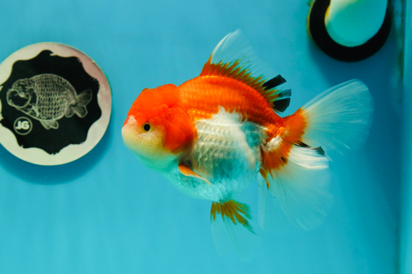 Cheeky Red White Oranda Female 5-5.5 inches #110124OR_02