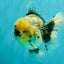 AAA Grade Kirin Oranda Male 6 inches #092526OR_04