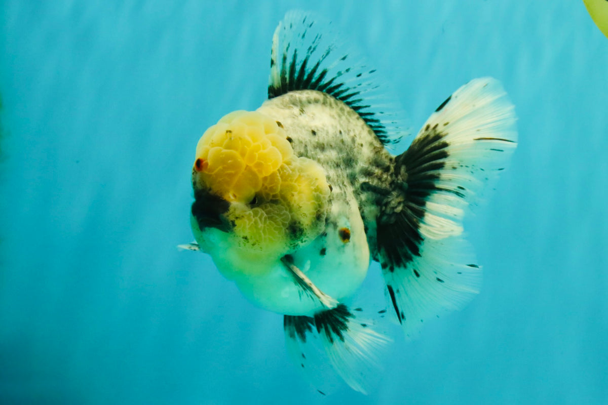 AAA Grade Kirin Oranda Male 6 inches #092526OR_04