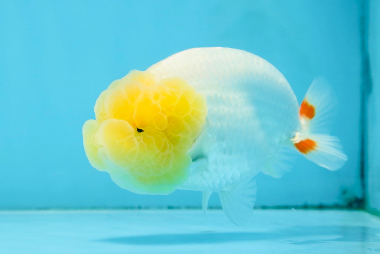 AAA Grade Young Lemonhead LionQueen 4 inches #101025LC_02