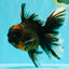 CHONKY A Grade Tiger Oranda Male 7 inches #082126OR_16