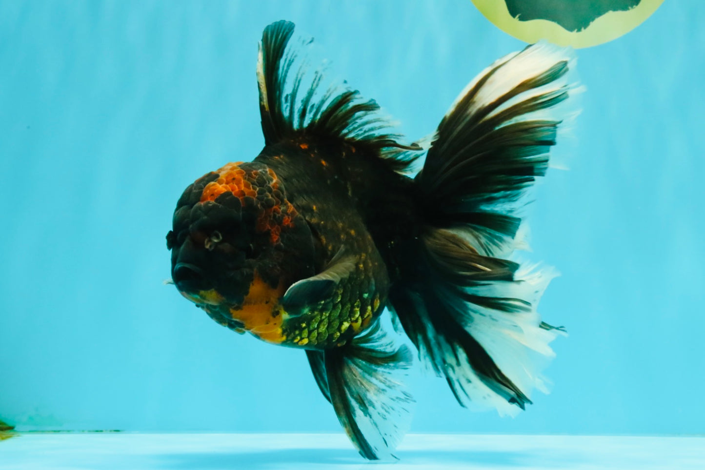 CHONKY A Grade Tiger Oranda Male 7 inches #082126OR_16