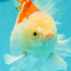 AAA Grade Giant Generation Orange White Oranda Male 6-6.5 inches #102524OR_06