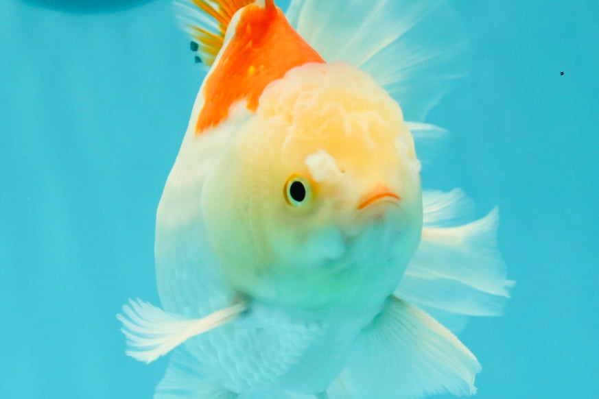 AAA Grade Giant Generation Orange White Oranda Male 6-6.5 inches #102524OR_06