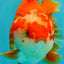 CHUBBY AAA Grade Red White Yuanbao Male 5-5.5 inches #051526YB_12