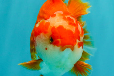 CHUBBY AAA Grade Red White Yuanbao Male 5-5.5 inches #051526YB_12