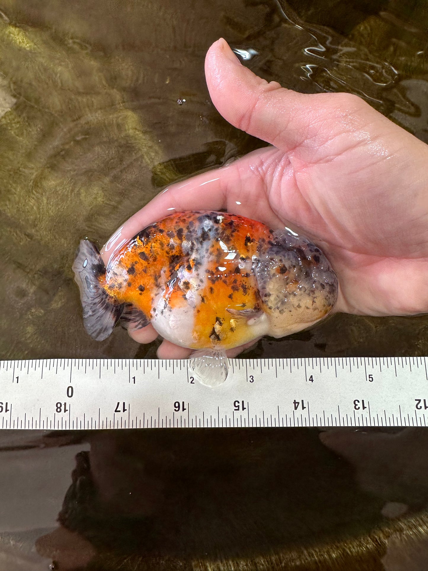 A Grade RARE Pepper Calico LionKing 4.5 inches #051625LC_11