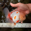 BEAUTY A  Grade Red White Oranda Male 6 inches #082126OR_08