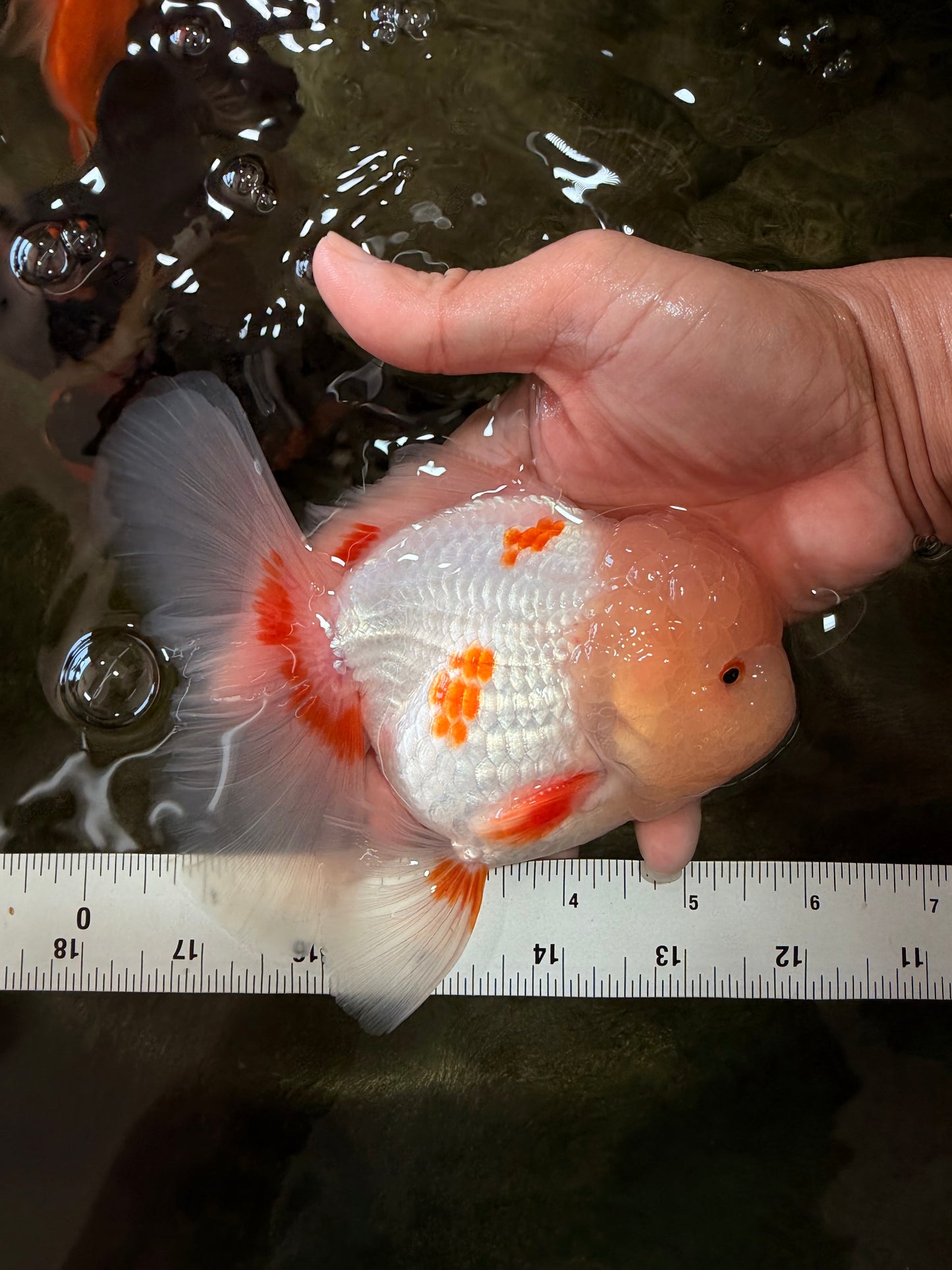 BEAUTY A  Grade Red White Oranda Male 6 inches #082126OR_08