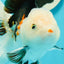 A Grade Royal Tricolor Oranda Male 5.5 inches #110124OR_20