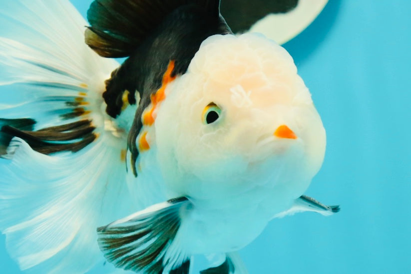 A Grade Royal Tricolor Oranda Male 5.5 inches #110124OR_20