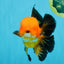 CHONKY A Grade Apache Oranda Male 5.5-6 inches #040326OR_09