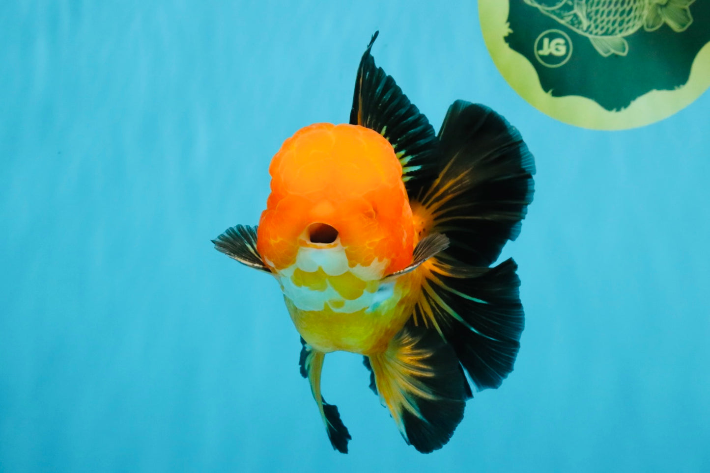 CHONKY A Grade Apache Oranda Male 5.5-6 inches #040326OR_09