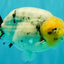 CHUBBY AAA Grade White Marble Blue Base Ranchu Male 5.5-6 inches #100226RC_28