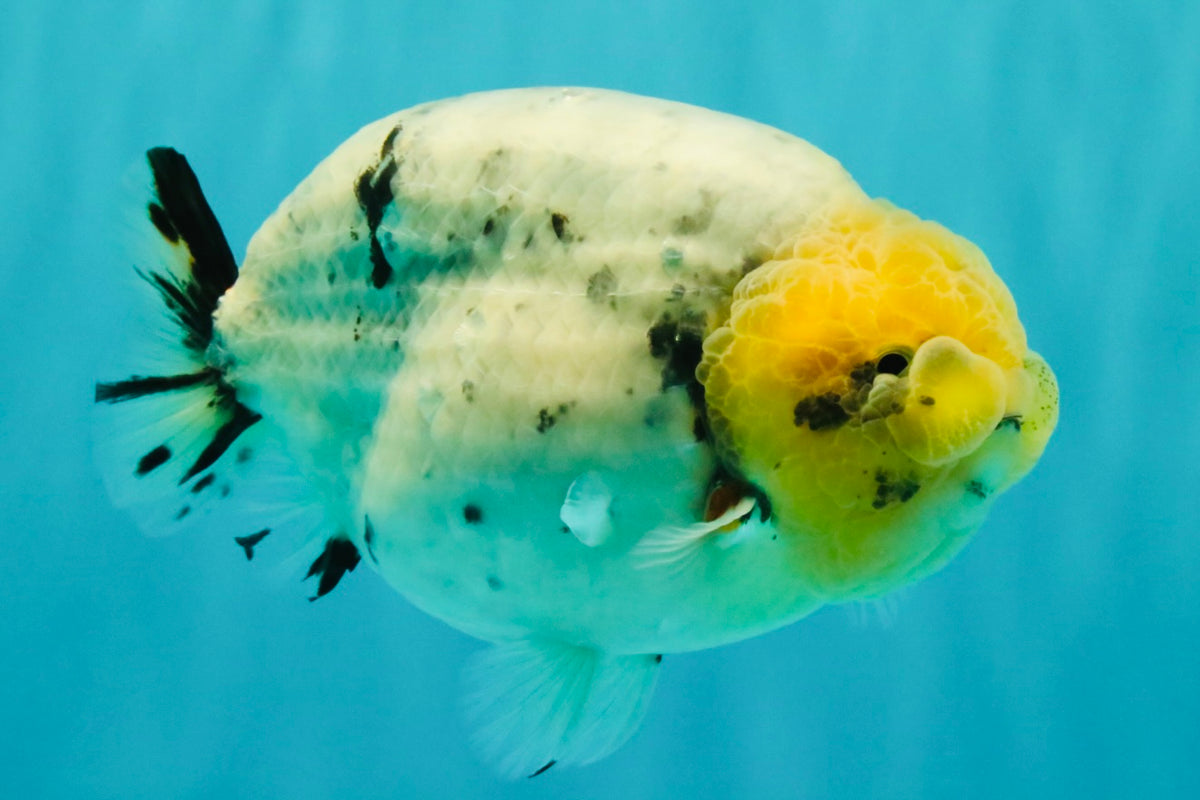 CHUBBY AAA Grade White Marble Blue Base Ranchu Male 5.5-6 inches #100226RC_28