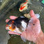 Angry Bird Tricolor Oranda Male 5.5 inches #081525OR_30