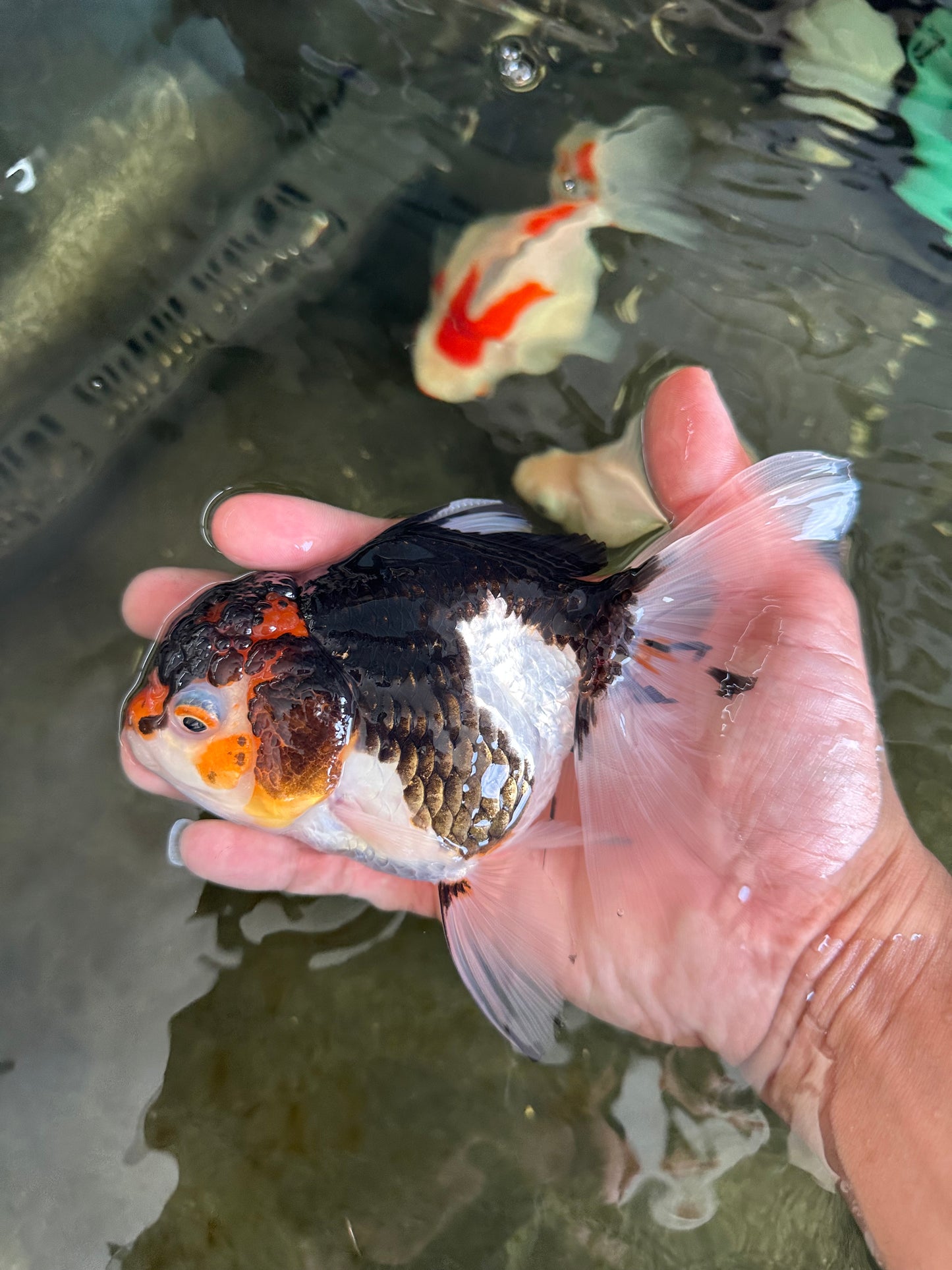 Angry Bird Tricolor Oranda Male 5.5 inches #081525OR_30