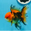 AAA Grade Apache Oranda Male 5 inches #0913OR_06