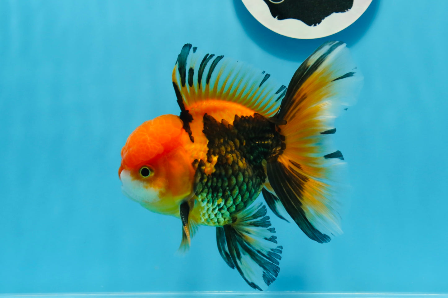 AAA Grade Apache Oranda Male 5 inches #0913OR_06