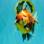 AAA Grade Jumbo Body Marble Sakura Oranda Male 6.5-7 inches #062626OR_02