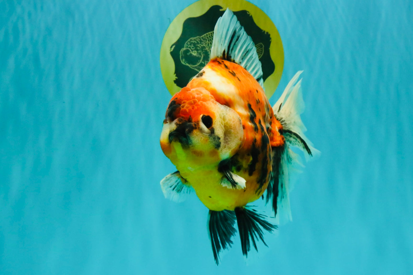 AAA Grade Jumbo Body Marble Sakura Oranda Male 6.5-7 inches #062626OR_02