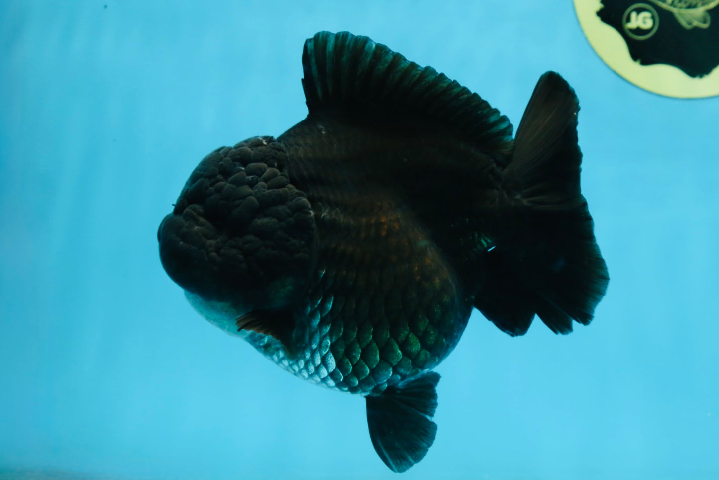 AAA Grade Godzilla Black Yuanbao Female 5 inches #101025YB_22