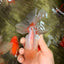 A Grade Lipstick Red White Oranda Male 5.5-6 inches #100926OR_14