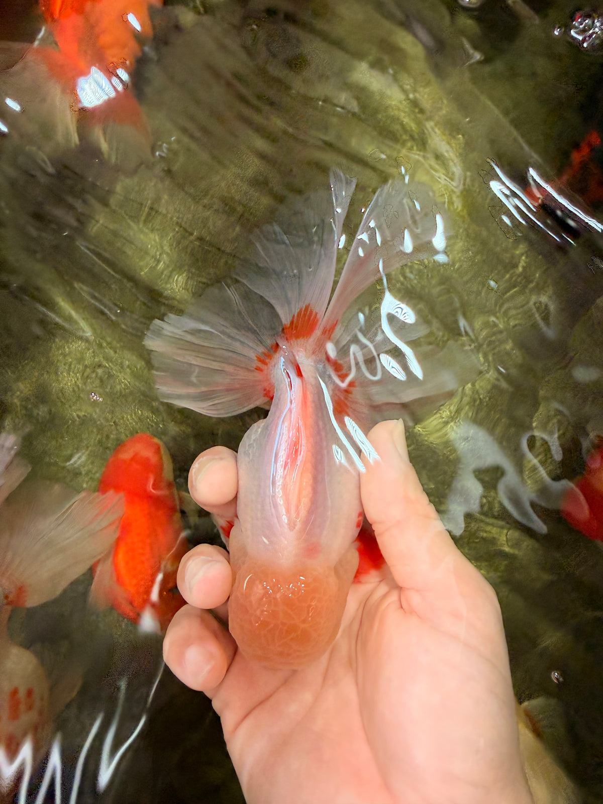 A Grade Lipstick Red White Oranda Male 5.5-6 inches #100926OR_14
