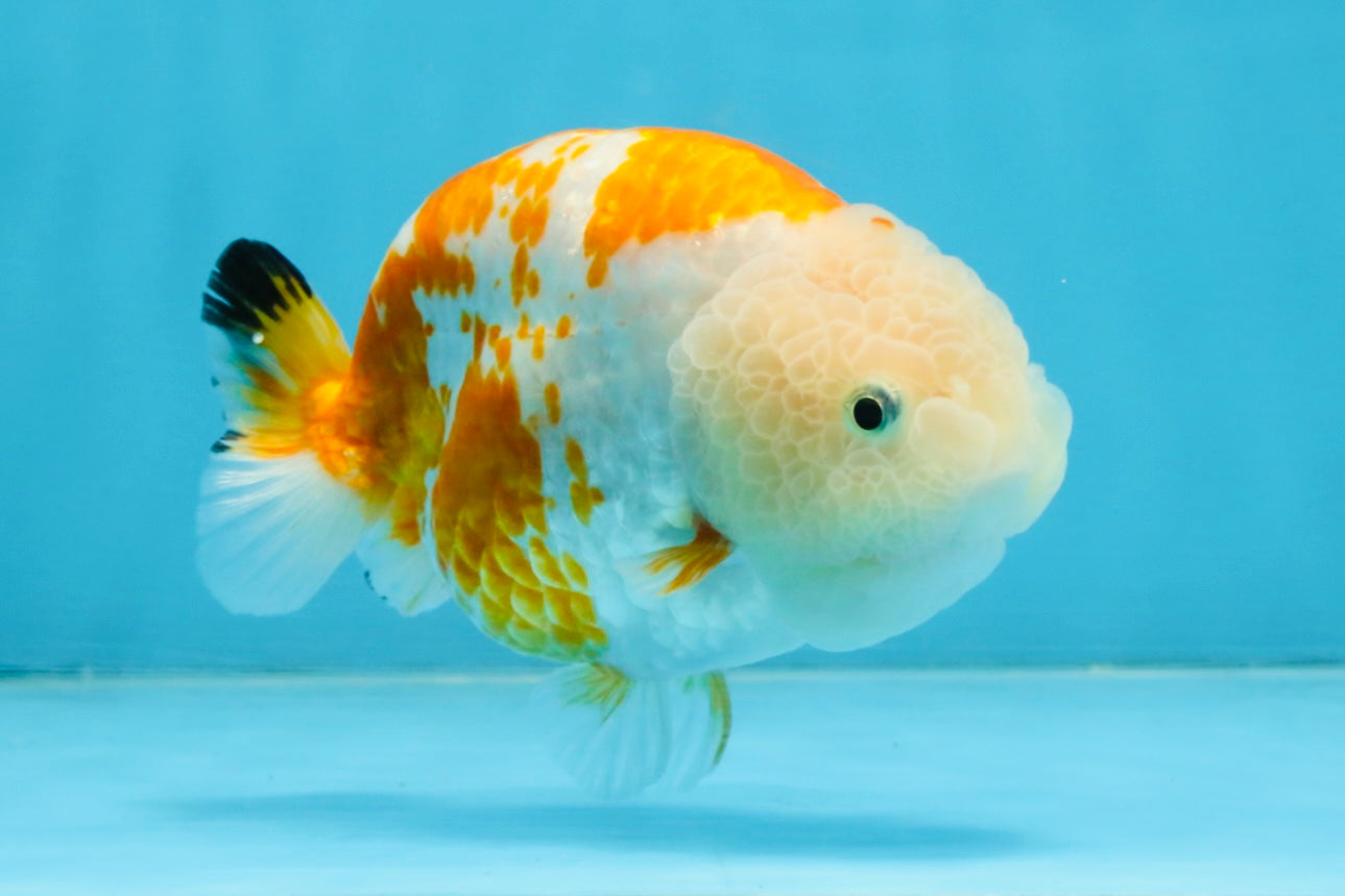 CHUBBY AAA Grade Kohaku Sakura LionQueen 4.5 inches #112825LC_01