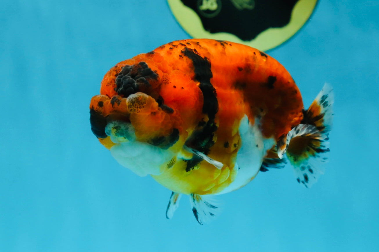 AAA Grade Tiger LionQueen 4.5 inches #051625LC_02