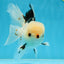 A Grade Tricolor Oranda Male 4.5-5 inches #051625OR_26