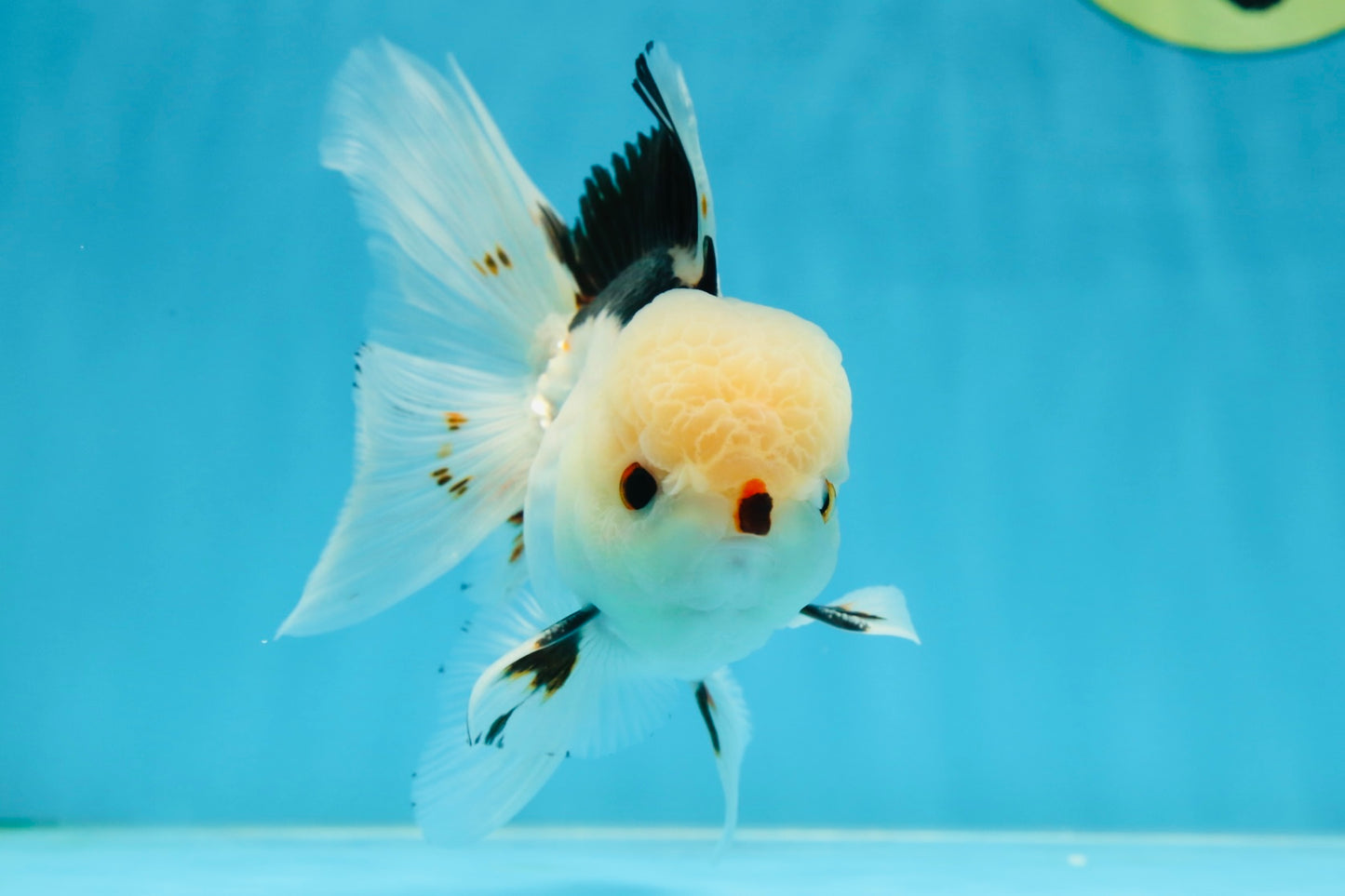 A Grade Tricolor Oranda Male 4.5-5 inches #051625OR_26