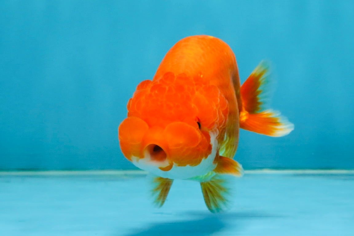 SUPER TOMATO A Grade Red White LionQueen 4.5 inches #120525LC_10