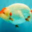 CHUBBY AAA Grade Super Hybrid Buffalo Red White  Ranchu Male 5.5 inches #100226RC_22