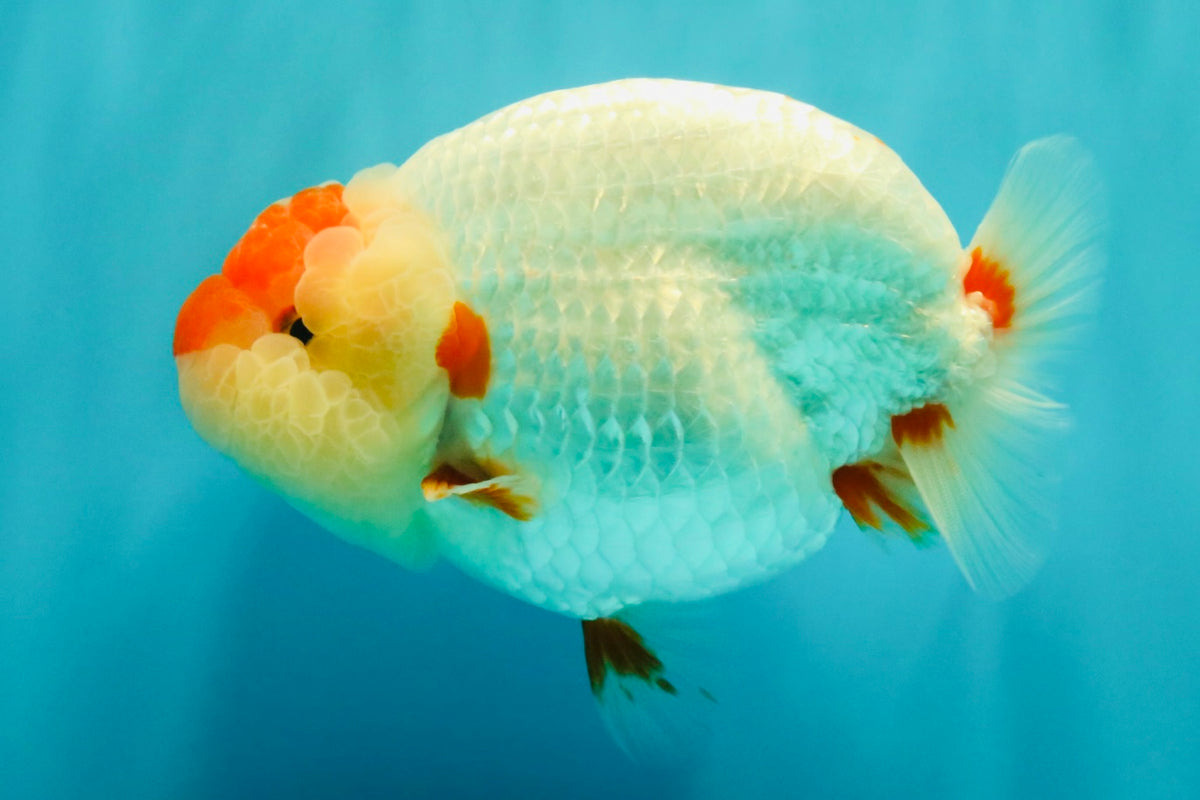CHUBBY AAA Grade Super Hybrid Buffalo Red White  Ranchu Male 5.5 inches #100226RC_22