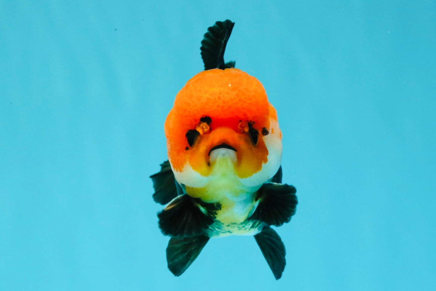 A Grade Red Head Button Eyes Tricolor Yuanbao Male 4-4.5 inches #031326YB_16