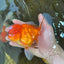 A Grade Gentle Giant Sakura Oranda Male 5.5-6 inches #062025OR_21