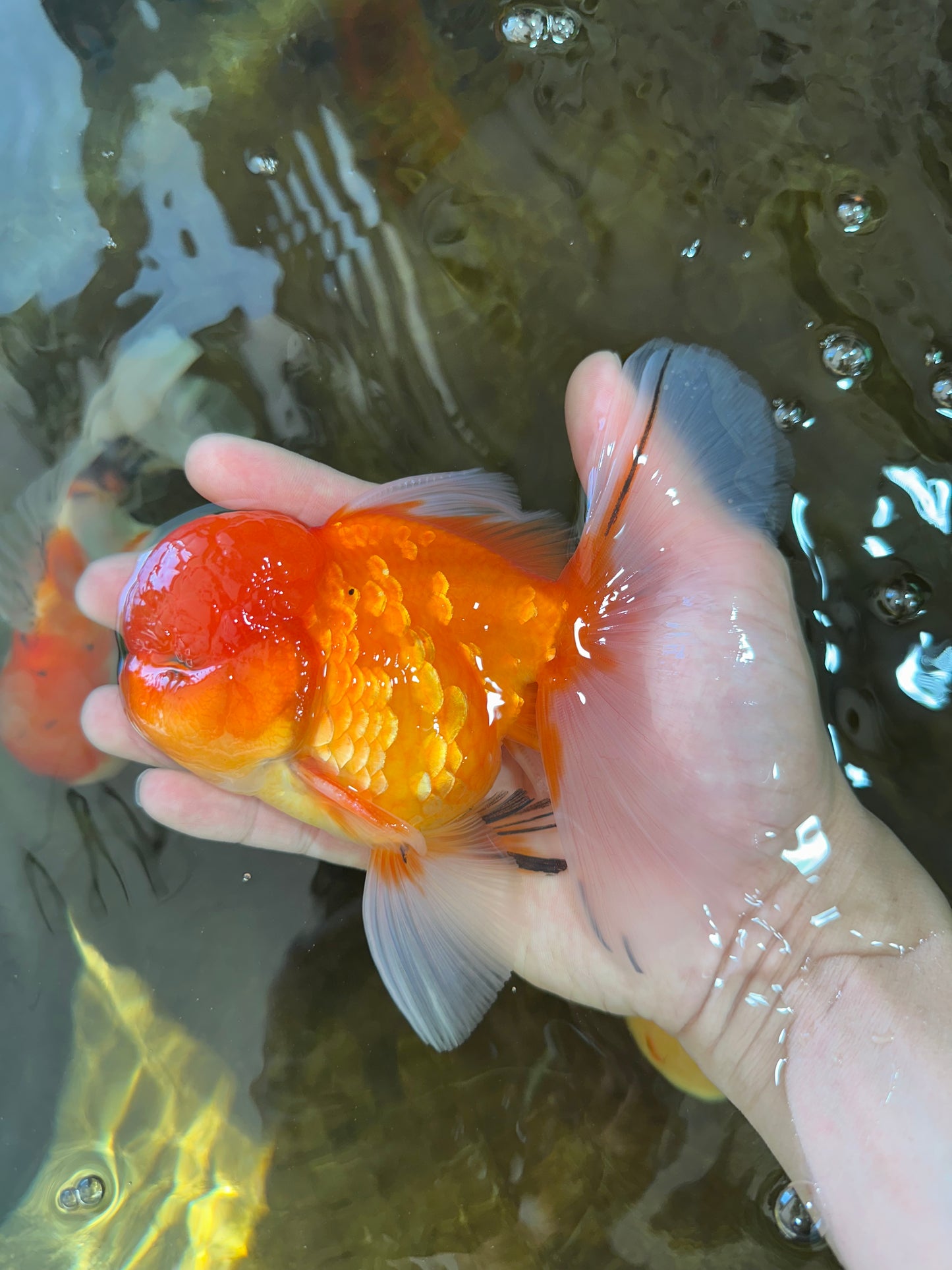 A Grade Gentle Giant Sakura Oranda Male 5.5-6 inches #062025OR_21