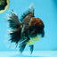 AAA Grade Young Godzilla Sakura Kirin Oranda Male 6 inches #081525OR_11