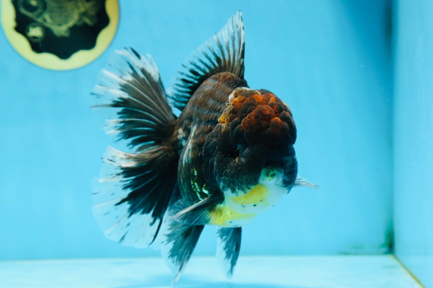 AAA Grade Young Godzilla Sakura Kirin Oranda Male 6 inches #081525OR_11
