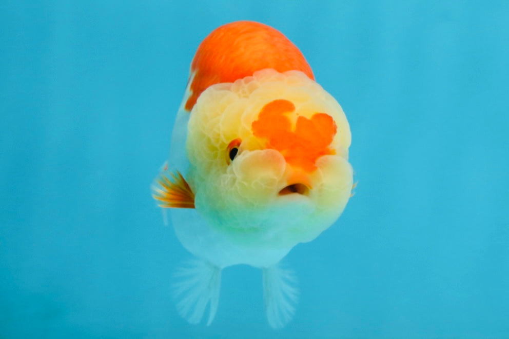 AAA Grade Young Red White Kohaku LionQueen 4 inches #101025LC_07